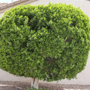 Ficus nitida