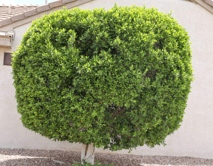 Indian Laurel Fig | Elgin Nursery & Tree Farm: Phoenix, AZ