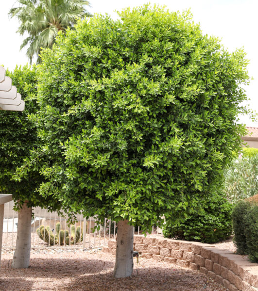 Indian Laurel Fig | Elgin Nursery Tree Farm: Phoenix, AZ