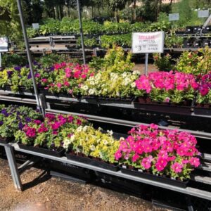 Petunias