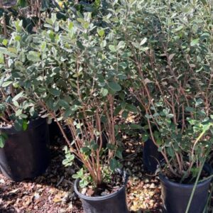 Feijoa sellowiana