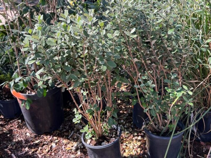 Pineapple Guava Elgin Nursery & Tree Farm Phoenix, AZ