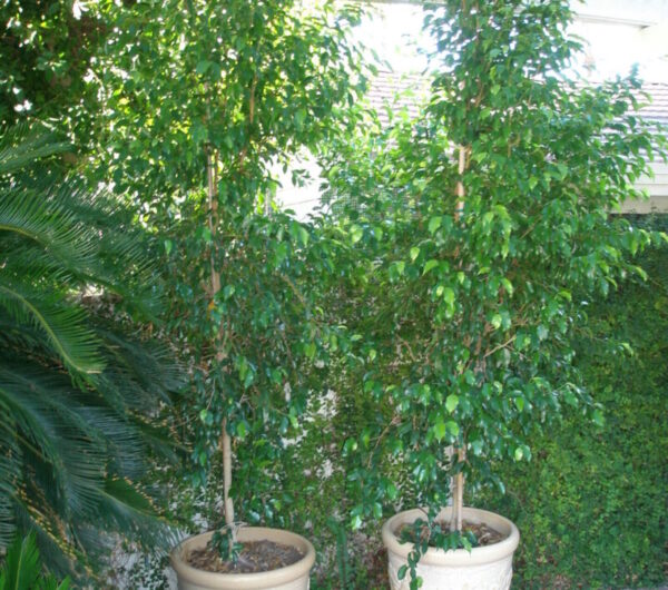 Braided Ficus Elgin Nursery & Tree Farm Phoenix, AZ