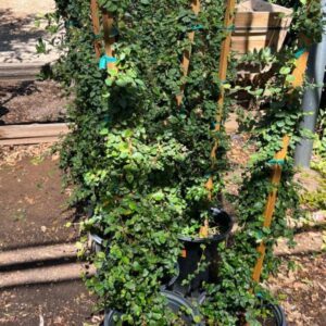 Ficus repens