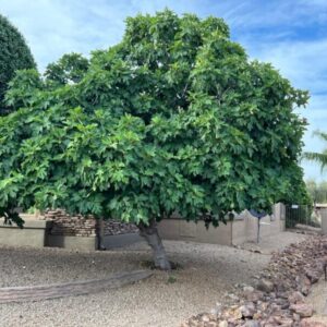 Ficus carica
