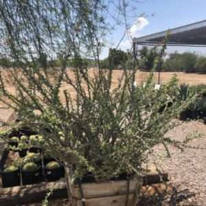 Fouquieria diguetii