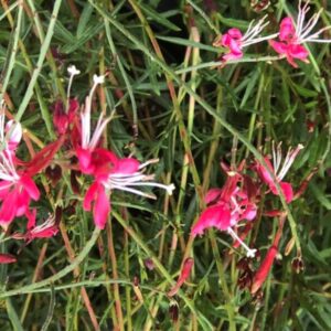 Gaura siskyou