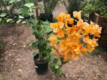Gold Staked Bougainvillea