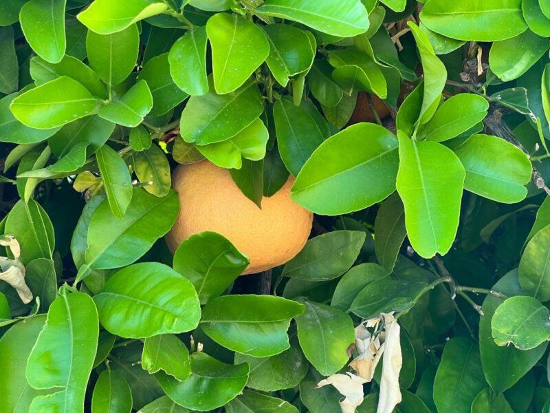Citrus Tree – Grapefruit | Elgin Nursery & Tree Farm: Phoenix, AZ