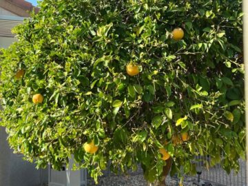 Grapefruit Tree