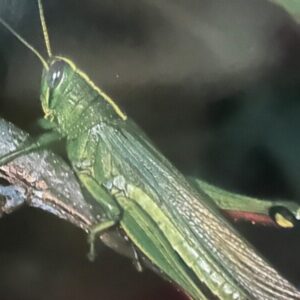 Grasshopper
