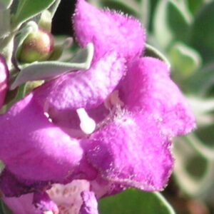 Leucophyllum