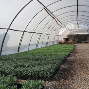 Greenhouse Bedding Plants
