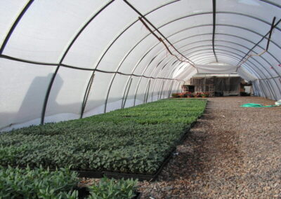 Greenhouse Bedding Plants