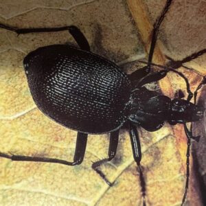 Ground Beetle