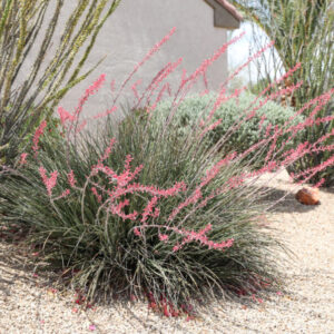 Hesperaloe parviflora