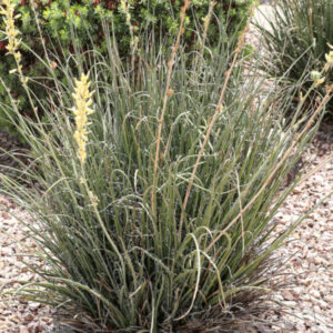 Hesperaloe parviflora yellow