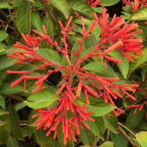 Hamelia patens