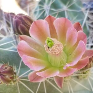 Echinocereus engelmanii
