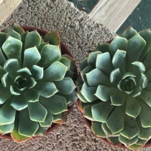 Sempervivum tectorum
