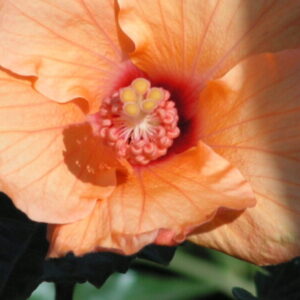 Hibiscus