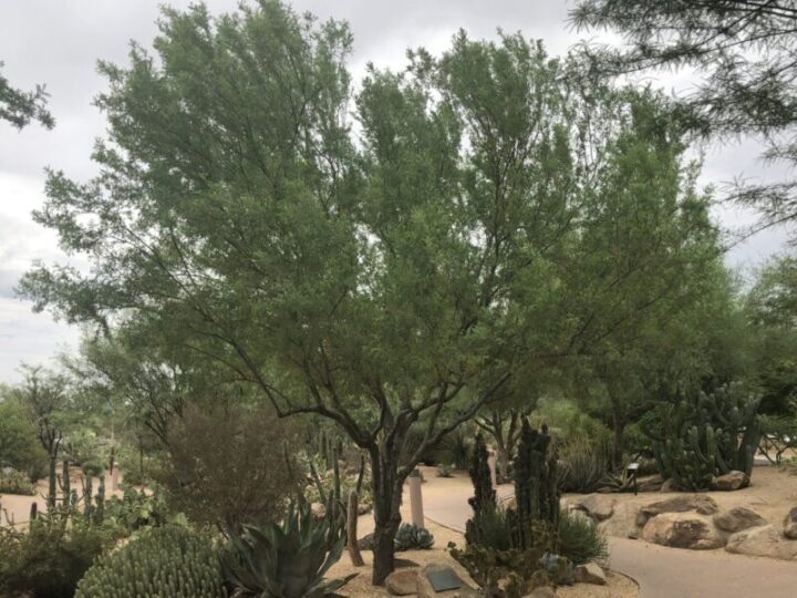 Ironwood Tree Elgin Nursery & Tree Farm Phoenix, AZ