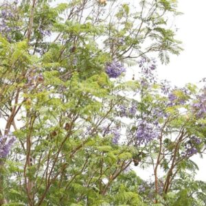 Jacaranda mimosifolia