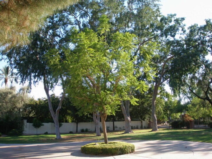 Jacaranda Elgin Nursery & Tree Farm Phoenix, AZ