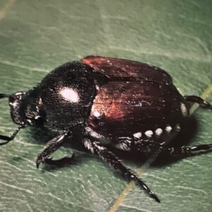 Japanese Beetle