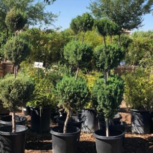 Juniperus