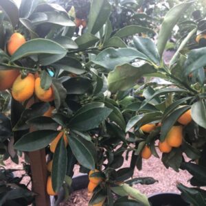 Citrus japonica