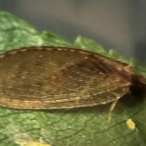 Lacewing
