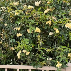 Rosa banksiae