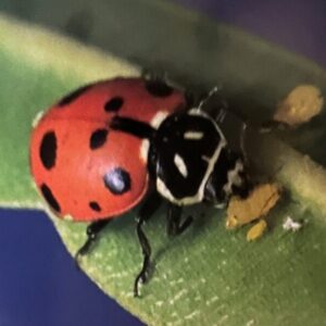 Lady Bug