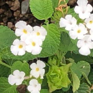 Lantana