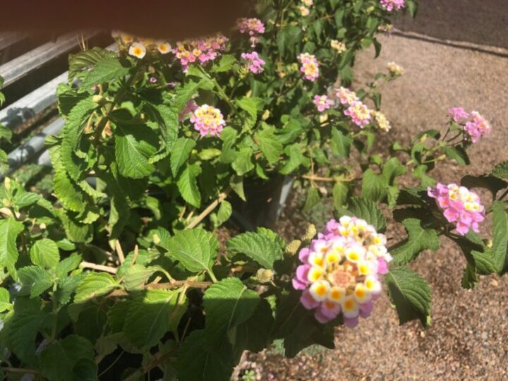Lantana (Confetti) Elgin Nursery & Tree Farm Phoenix, AZ