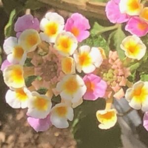 Lantana camara 'Confetti'