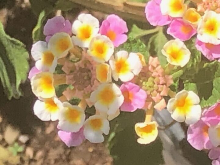 Lantana (Confetti) Elgin Nursery & Tree Farm Phoenix, AZ