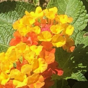 Lantana camara 'Radiation'