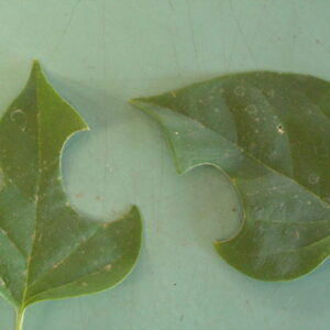 Leafcutter Bee Damage
