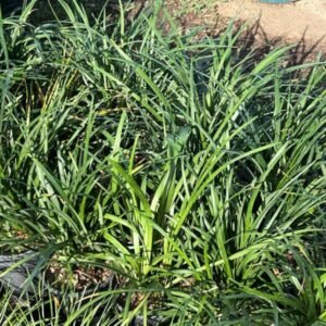 Liriope muscari