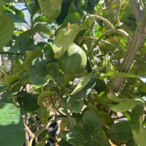 Lime Tree