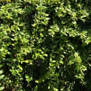 Lonicera japonica