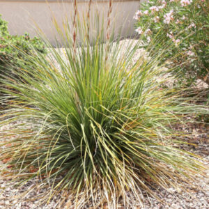 Muhlenbergia rigens