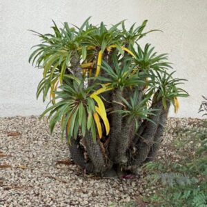 Pachypodium lamerei