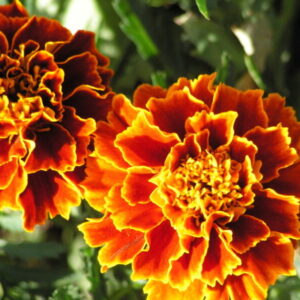 Tagetes erecta
