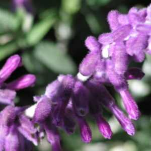 Salvia leucantha