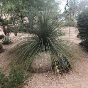 Dasylirion longisimum