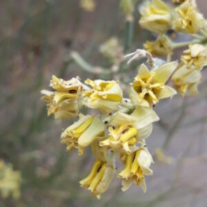 Asclepias subulata