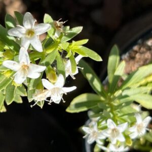 Myoporum Parvifolium